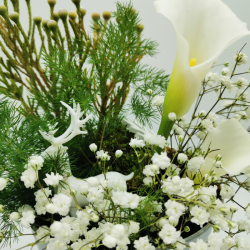 Douceur d’un matin d’hiver fleuri