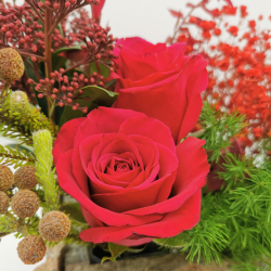 Éclat d’hiver aux roses carmin