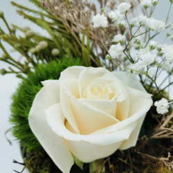 Éclat de pureté florale