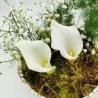 Écrin végétal de callas immaculés