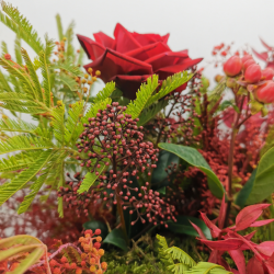 Rouge de Noël, centre de table aux éclats festifs